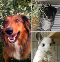 The animals
