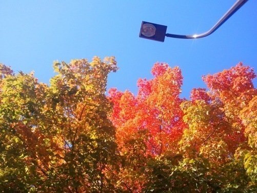 Fall colors in Minneapolis