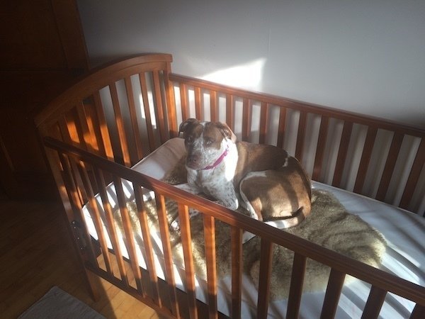 Nova laying in baby's crib