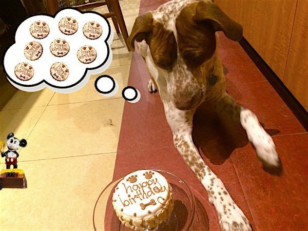 Nova thinking about cake