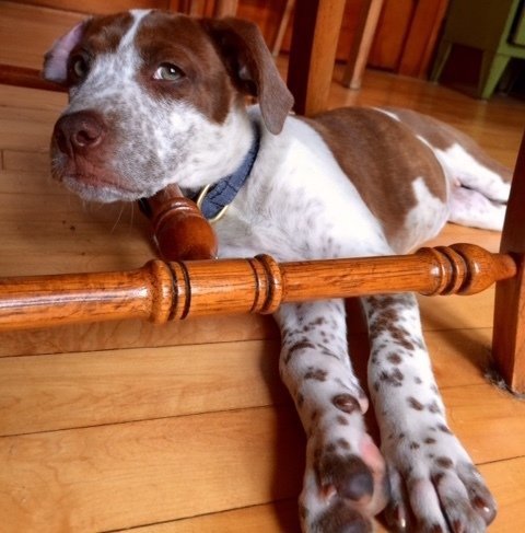 Nova resting with her head on a chair rung