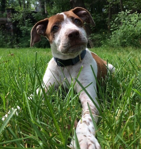 Nova playing in the grass