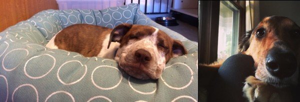 Nova and Rigel sleeping in their dog beds