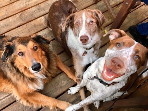 Host Agency Reviews office dogs