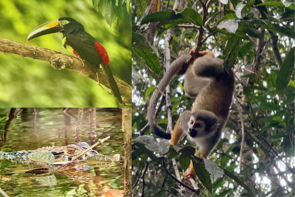 Three wildlife images from South America: a colorful toucan on a branch, a caiman in water, and a squirrel monkey hanging upside down in a tree